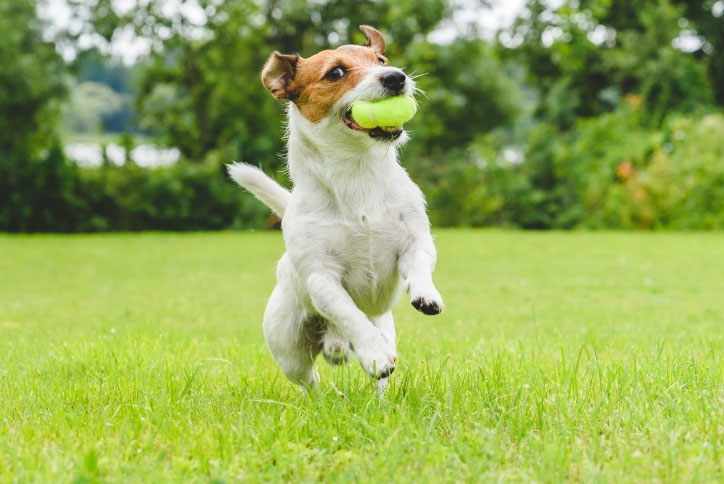 Dog playing with tennis ball.