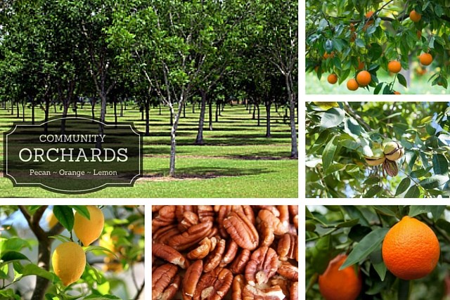 Orchard images.jpg