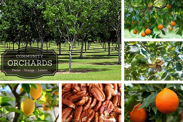 Orchard images.jpg