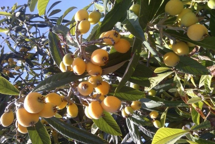 what is a loquat