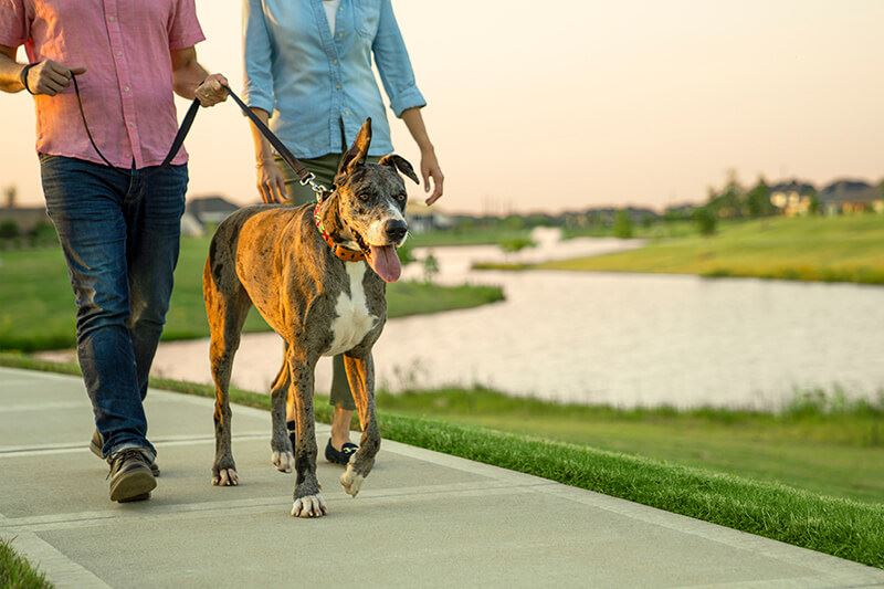 Couple walking dog on trails in Elyson community Katy, Texas