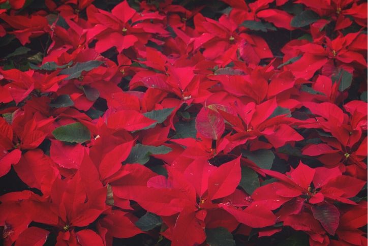 Poinsettas from Brookwood Community