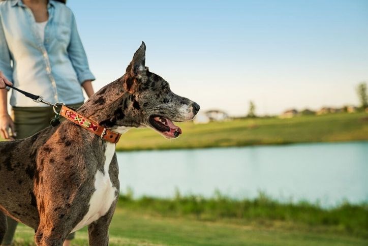 Great Dane looking out at Elyson lake while being walked