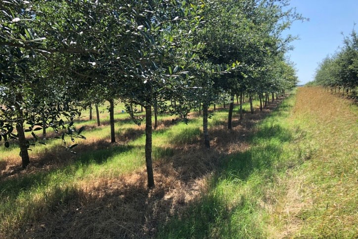 One of Elyson's tree farms.