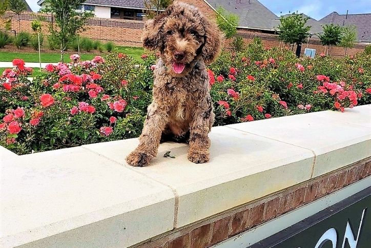 Dog on stone wall above Elyson sign.