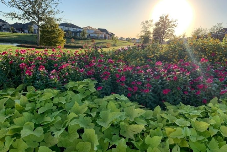 Lush landscaping in one of Elyson's parks.